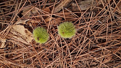 Chestnut from acid soils