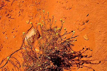They like ocher...