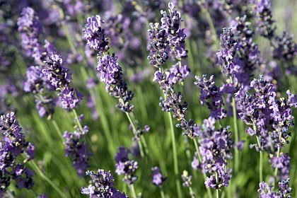 Un parfum provençal
