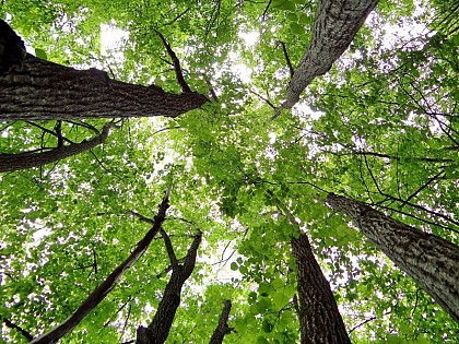 Un arbre majestueux