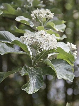 De l'ébistenerie à la teinture