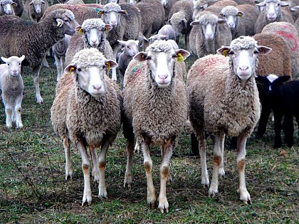 Dites-le… avec des fromages !