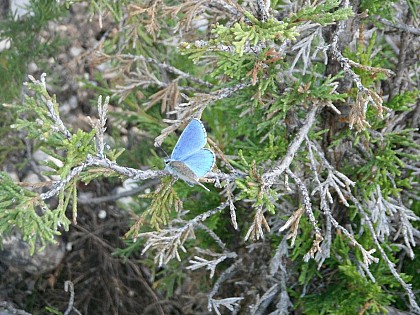 Papillon azuré