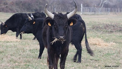 Le taureau de Camargue