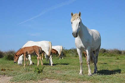 Les Chevaux de Camargue