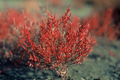 The glasswort and the saladella