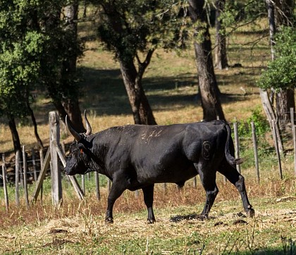 Pâturage du gaudre des Traversières