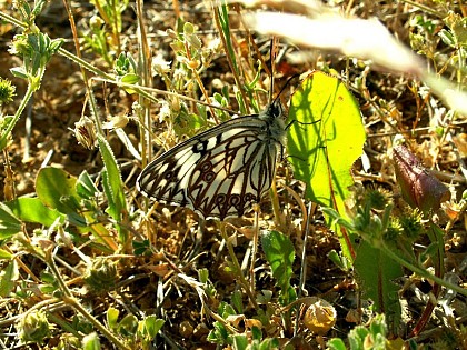 L'Echiquier d'Occitanie