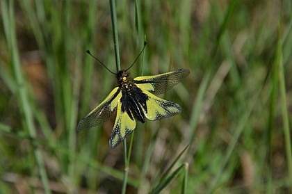 Papillon ou libellule ?