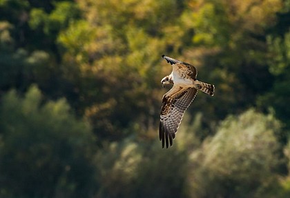 Pandion, roi légendaire d'Athènes
