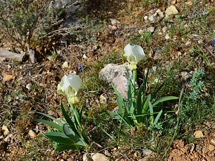 The dwarf iris