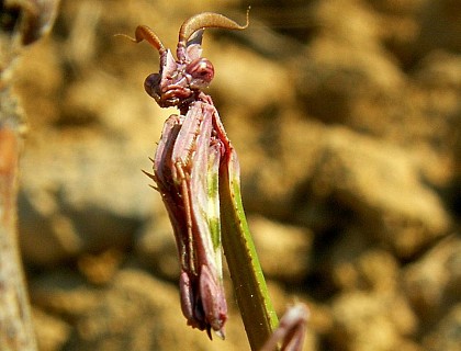 Un diable dans les prairies ?