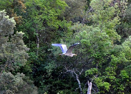L’oiseau majestueux de nos étangs