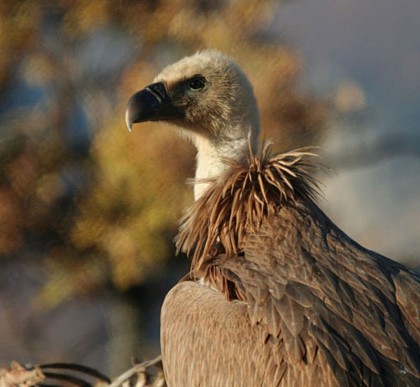 Le Vautour fauve : histoire d'un retour