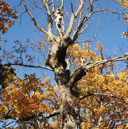 Tadpole oak trees