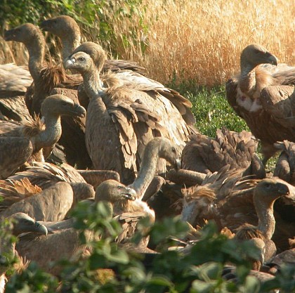 Vautours et brebis : un vrai tandem