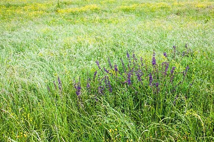 Rimourelle and its meadows