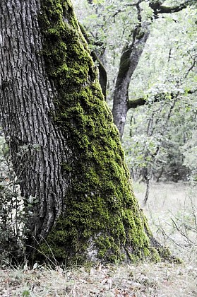 Tree sheds