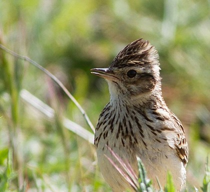 La plaine aux Alouettes