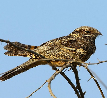 La lisière aux Engoulevents