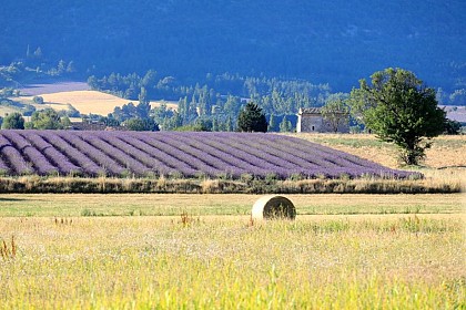 Paysage du plateau d'Albion