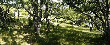 Le roi de la forêt