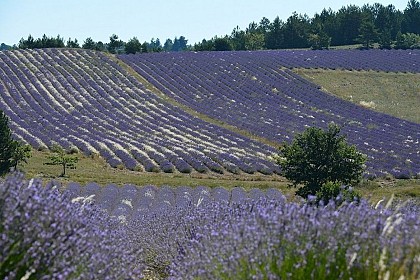 Sault, berceau de la lavande