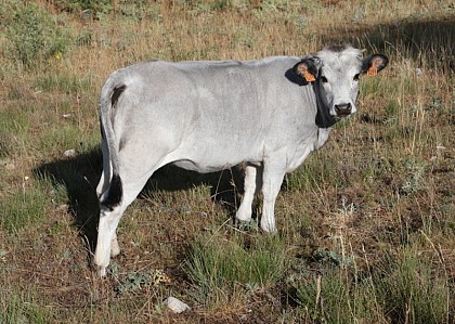 Des vaches au pays des brebis