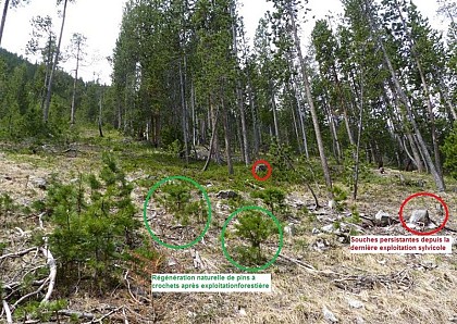 Plot and forest management