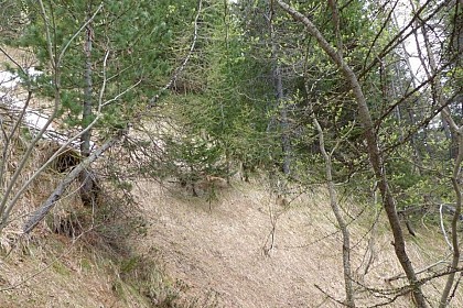 Diversité forestière