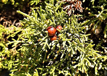 Le genévrier de Phénicie