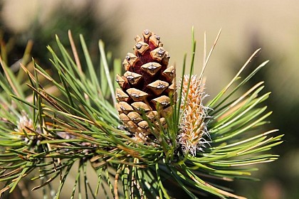 Forêt de pins noirs