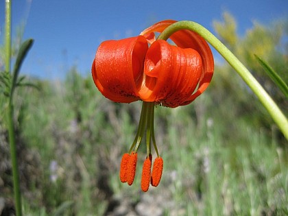 The Turban Lilly