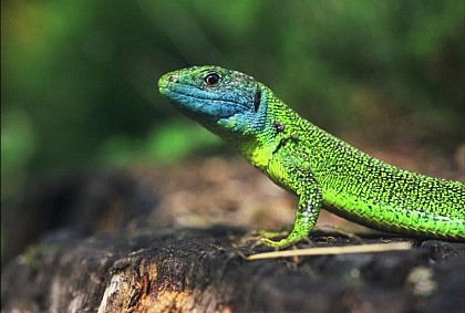 Le lézard vert