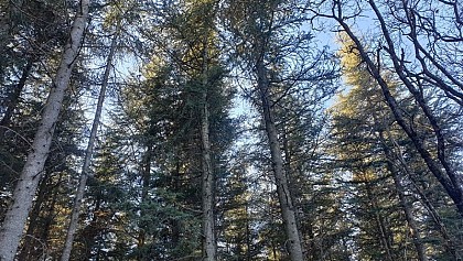 Forêt de cèdres