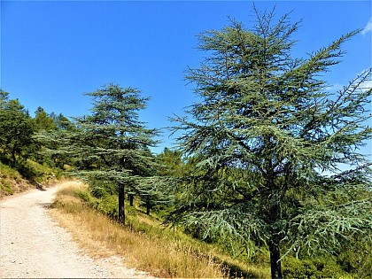 Atlas cedar