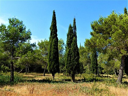 Provence Cypress