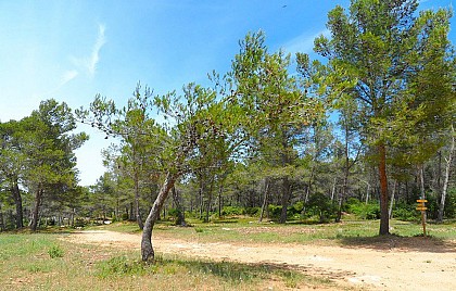 The Aleppo pine