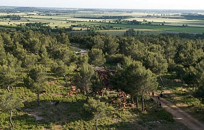 The herds against the fire