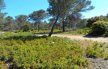 Pinède méditerranéenne