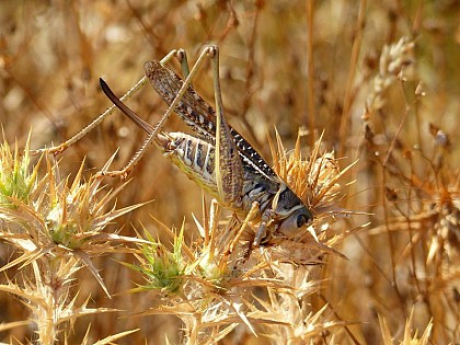 The White-fronted Dectic
