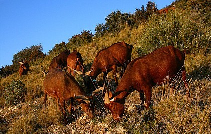 Chèvre du Rove