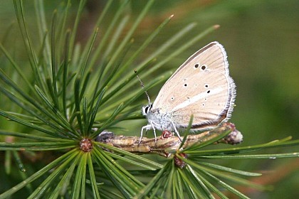 The Damon blue (Polyommatus damon)