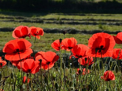 A chacun sa chacune…