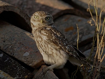 La Chevêche d'Athena