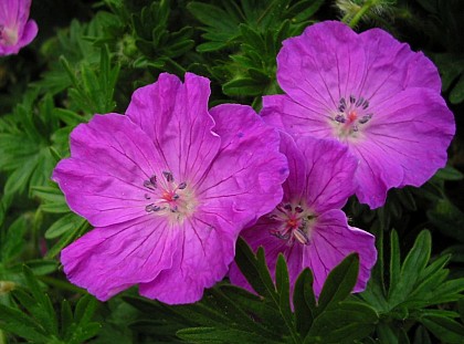 Bloodied geranium