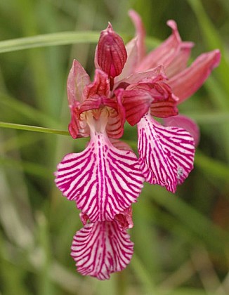 Orchis Papillion