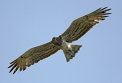 Circaète Jean-le-Blanc