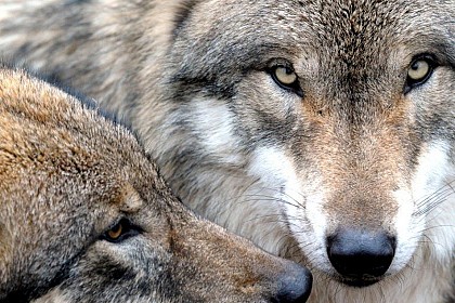 Loup, prédateur opportuniste