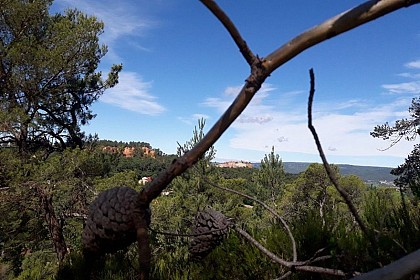Forêts et vieux arbres